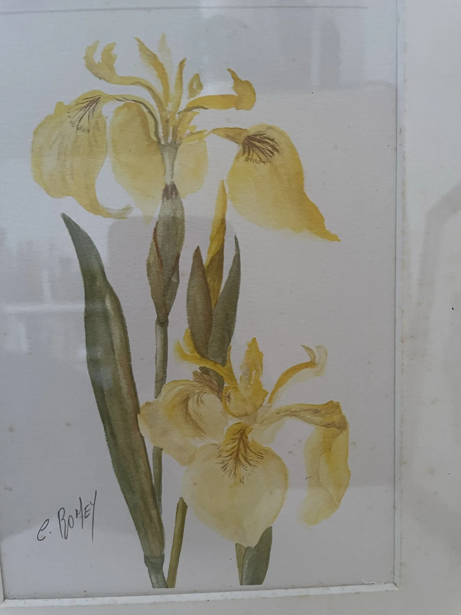 Duo d’aquarelles de Cecil Romey