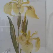 Duo d’aquarelles de Cecil Romey