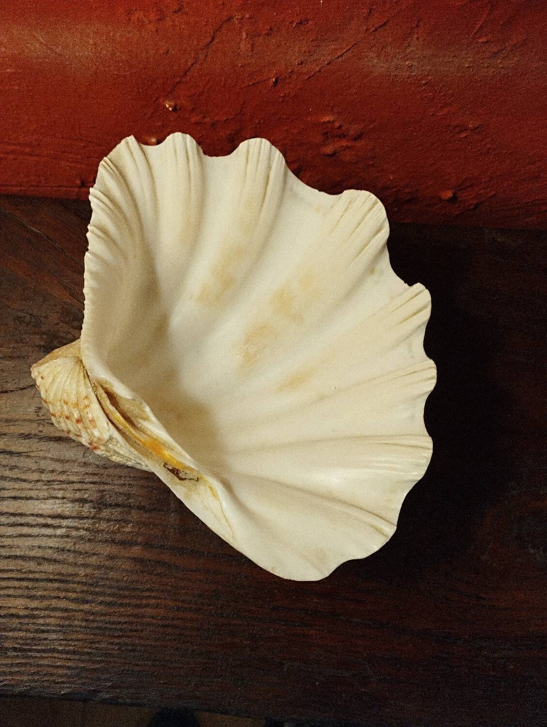 Shell on base, holy water font