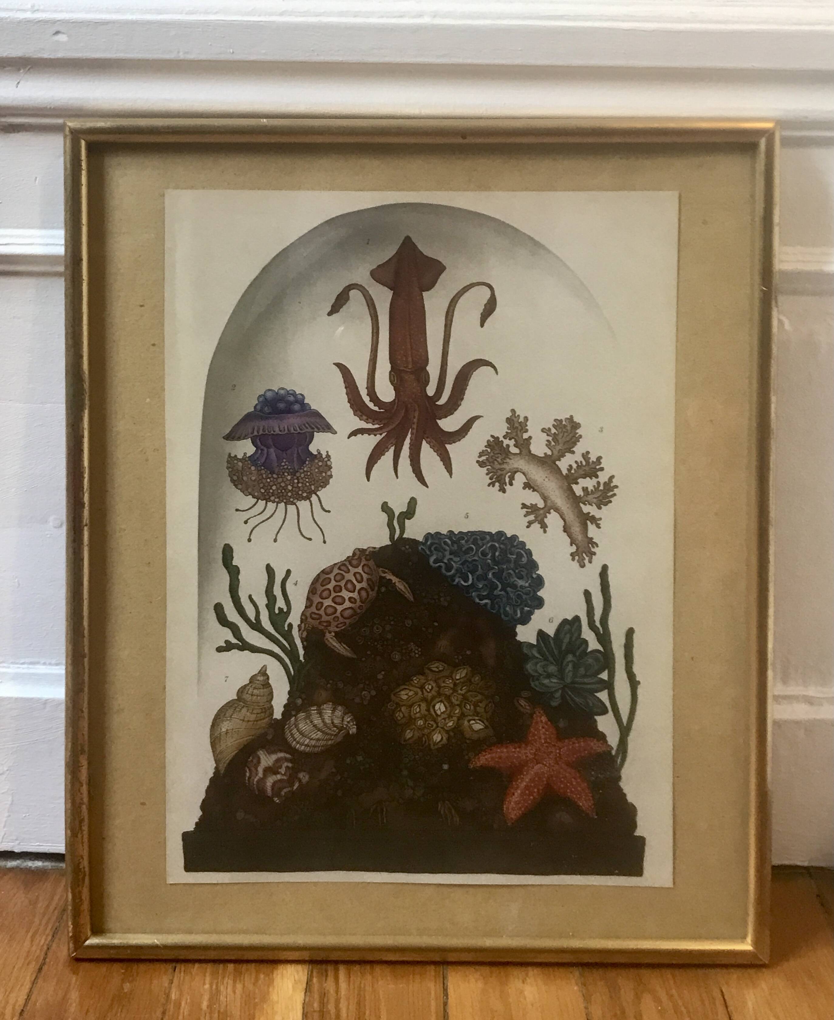 Framed illustration corals under globe