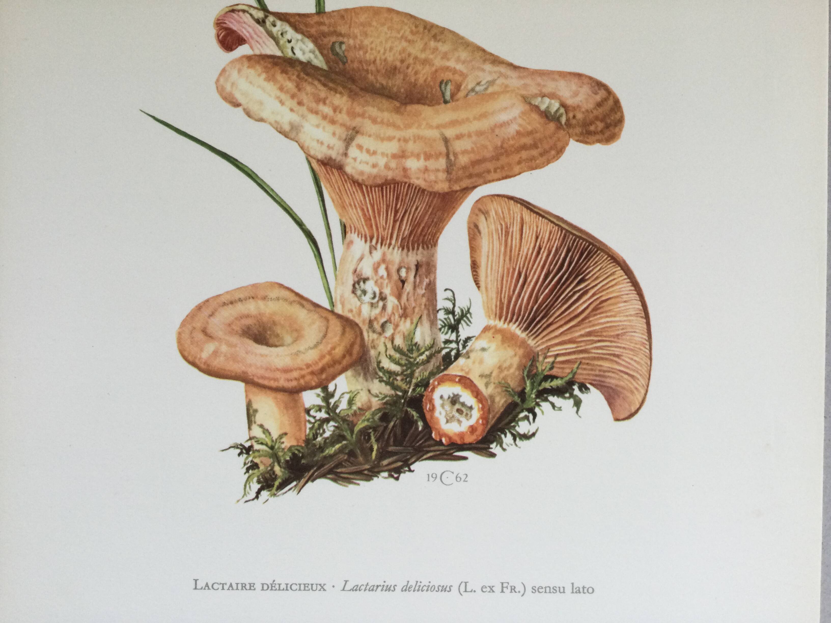 Botanical illustration "mushrooms", 1960s