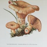 Botanical illustration "mushrooms", 1960s