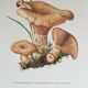 Illustration botanique "champignons", années 60