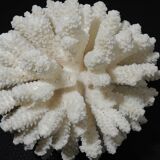 Sea coral cluster white/vintage