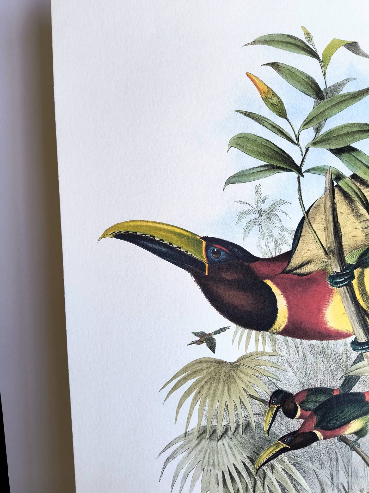 Vintage illustration. J. Gould's Double-collared Araçari – toucan birds