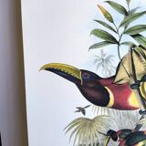 Vintage illustration. J. Gould's Double-collared Araçari – toucan birds