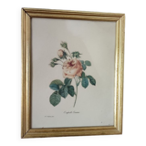 Redouté Frame