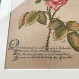 Redouté Rose Lithograph