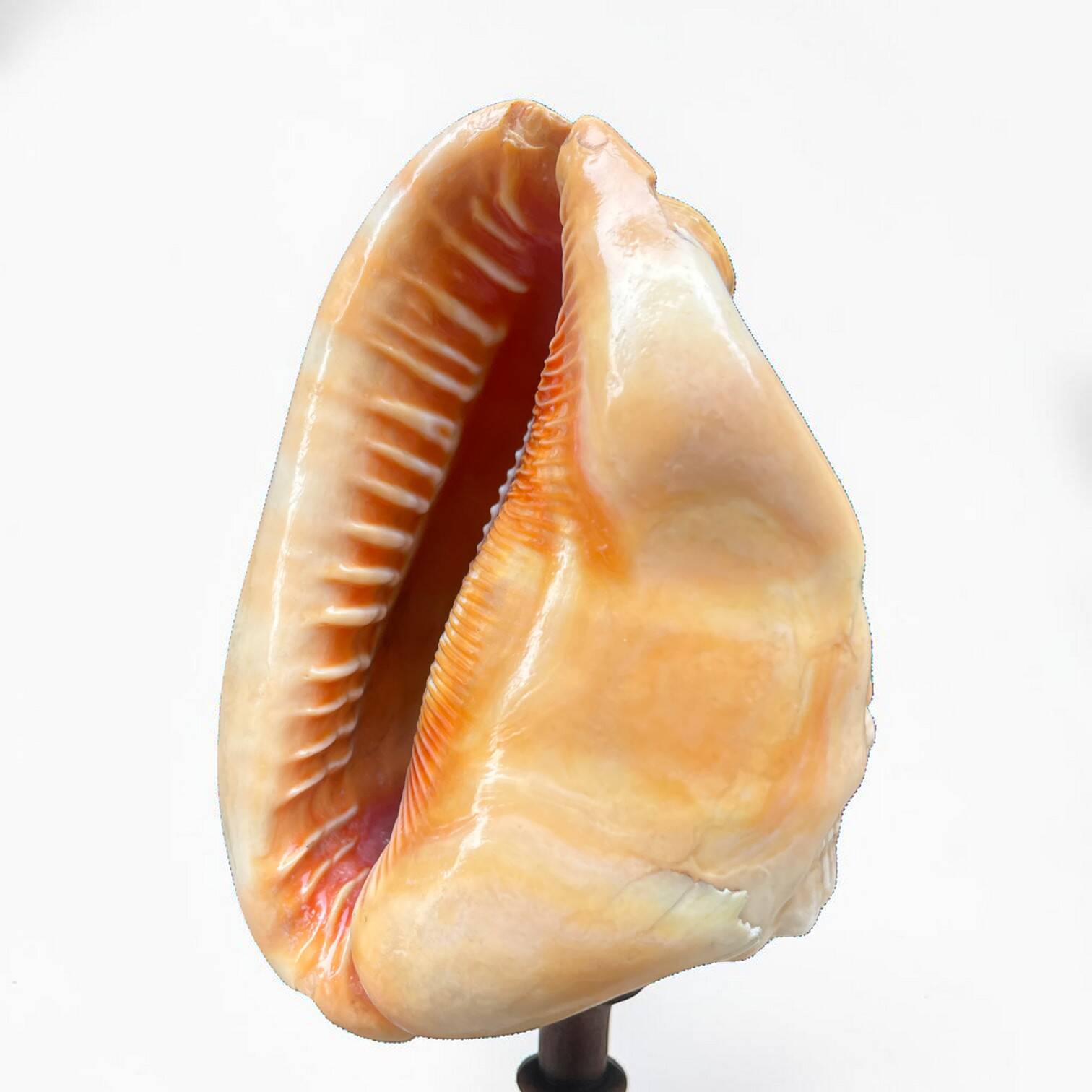 Red helmet shell conch on turned wooden base 19th century