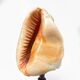 Red helmet shell conch on turned wooden base 19th century