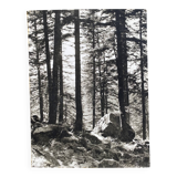 Film photography by Bernard Darot, Sun, Vosges Forest, Nantes Club