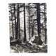 Film photography by Bernard Darot, Sun, Vosges Forest, Nantes Club