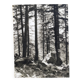 Film photography by Bernard Darot, Sun, Vosges Forest, Nantes Club