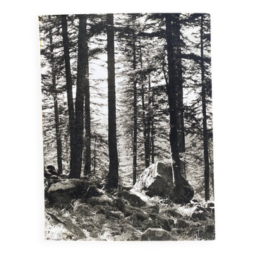 Photographie argentique Bernard Darot Soleil Forêt Vosgienne Cub Nantai