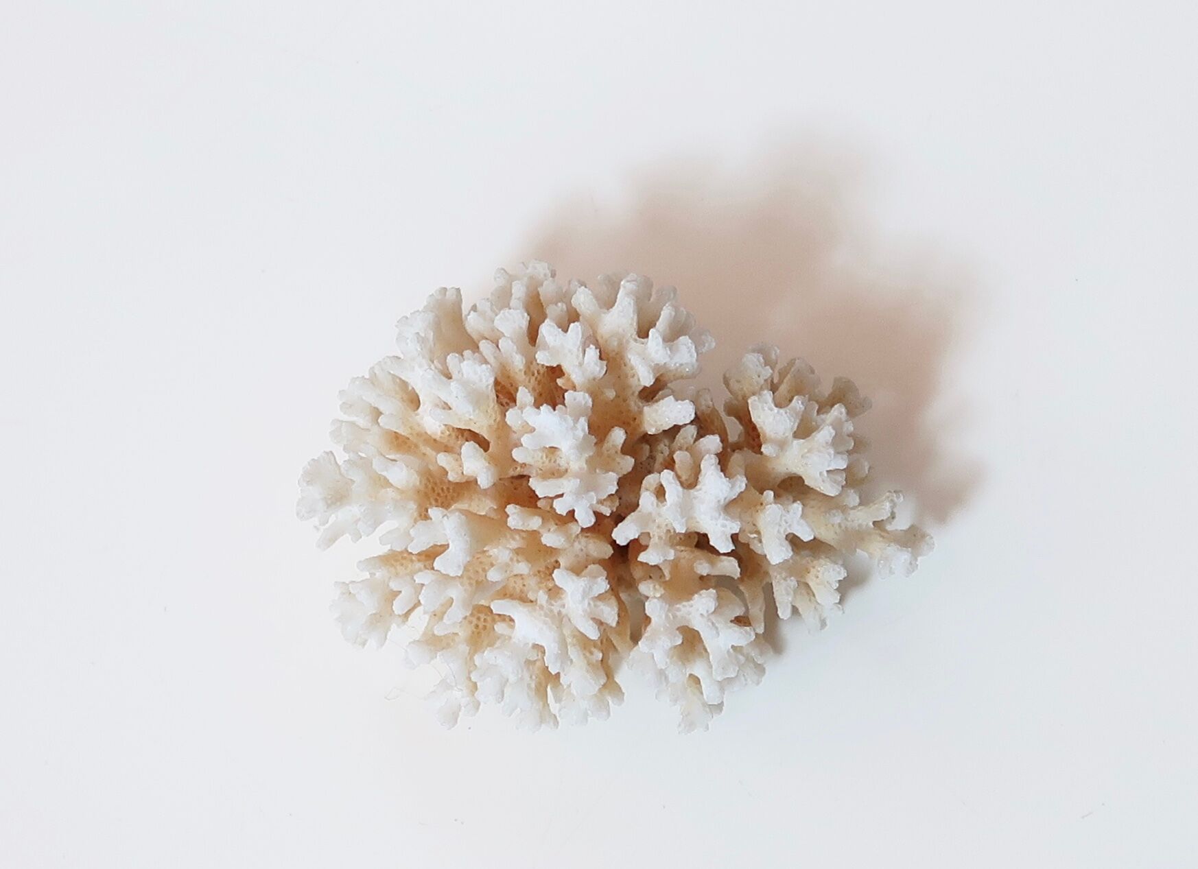Branche de corail blanc années 70