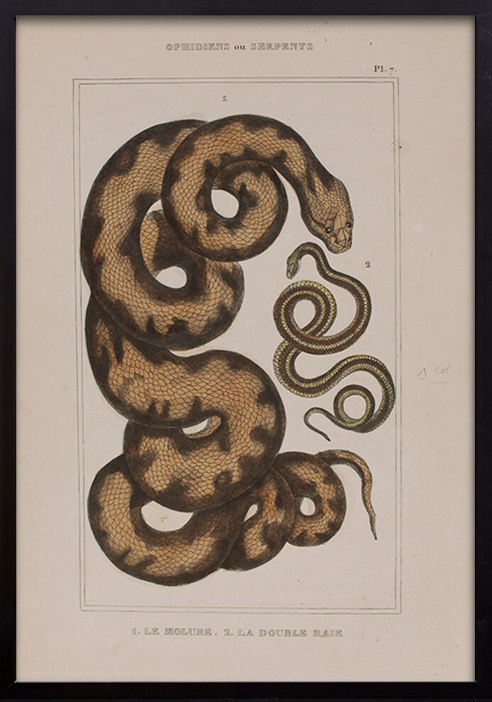 Lithography engraving vintage snake - Buffon 1850