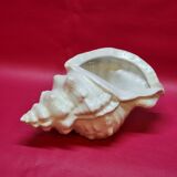 Empty cup vintage pocket shell shape conch conch shell iridescent white