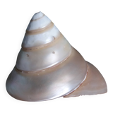 Pearly spiral cone shell