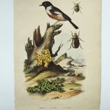 Gravure ancienne de 1838 -Oiseau Traquet - Planche coloriée à la main zoologique et botanique