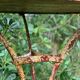Garden healing