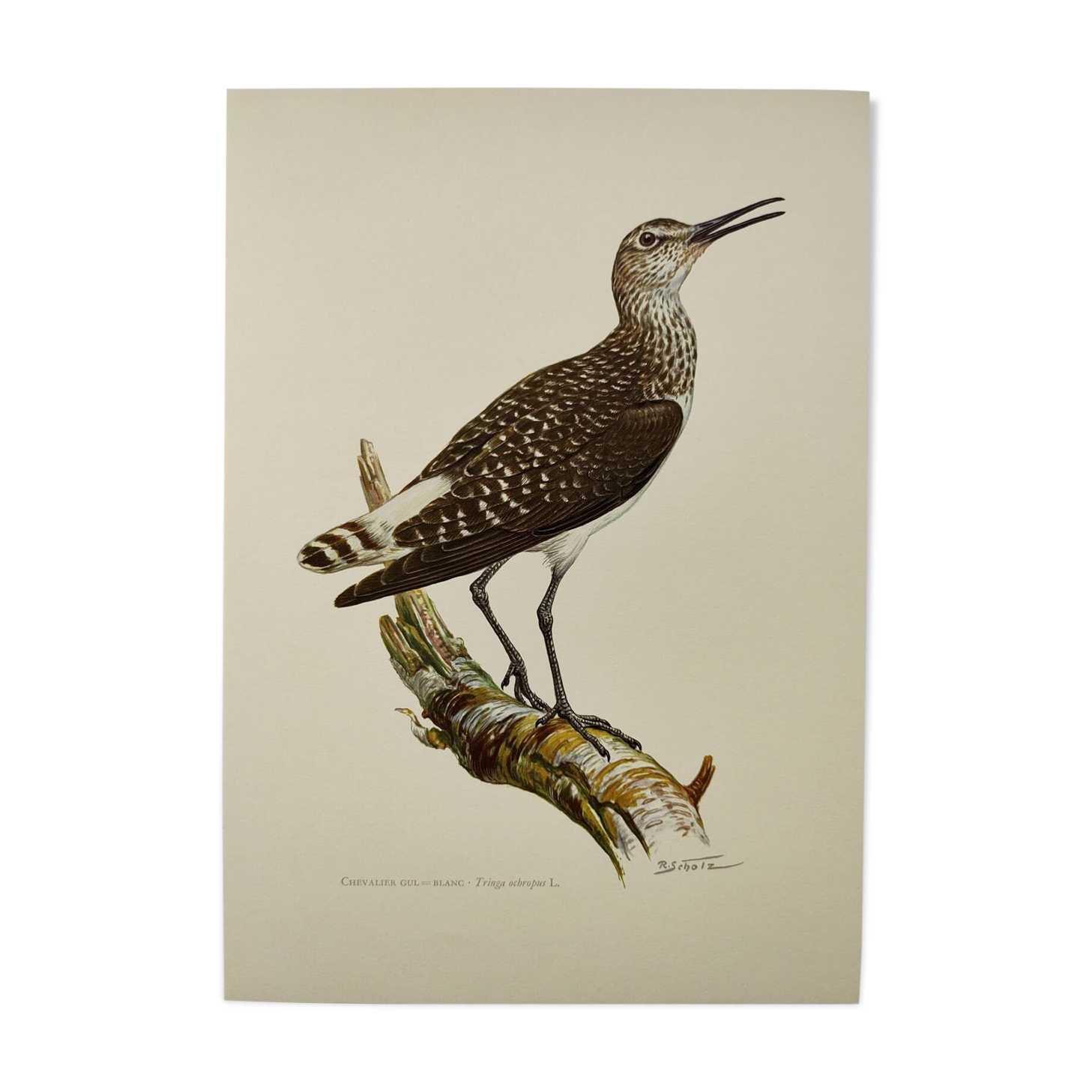Antique bird illustration from 1960. White-throated Sandpiper. Zoological plate