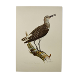Antique bird illustration from 1960. White-throated Sandpiper. Zoological plate