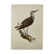 Antique bird illustration from 1960. White-throated Sandpiper. Zoological plate