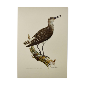 Illustration ancienne oiseaux 1960. Chevalier Gul-Blanc. Planche zoologique