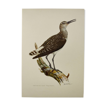 Antique bird illustration from 1960. White-throated Sandpiper. Zoological plate