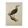 Antique bird illustration from 1960. White-throated Sandpiper. Zoological plate
