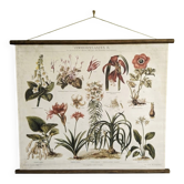 wall poster reproduction of an antique botanical plate