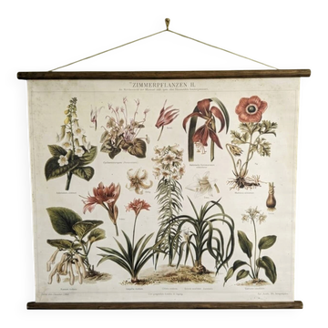 wall poster reproduction of an antique botanical plate