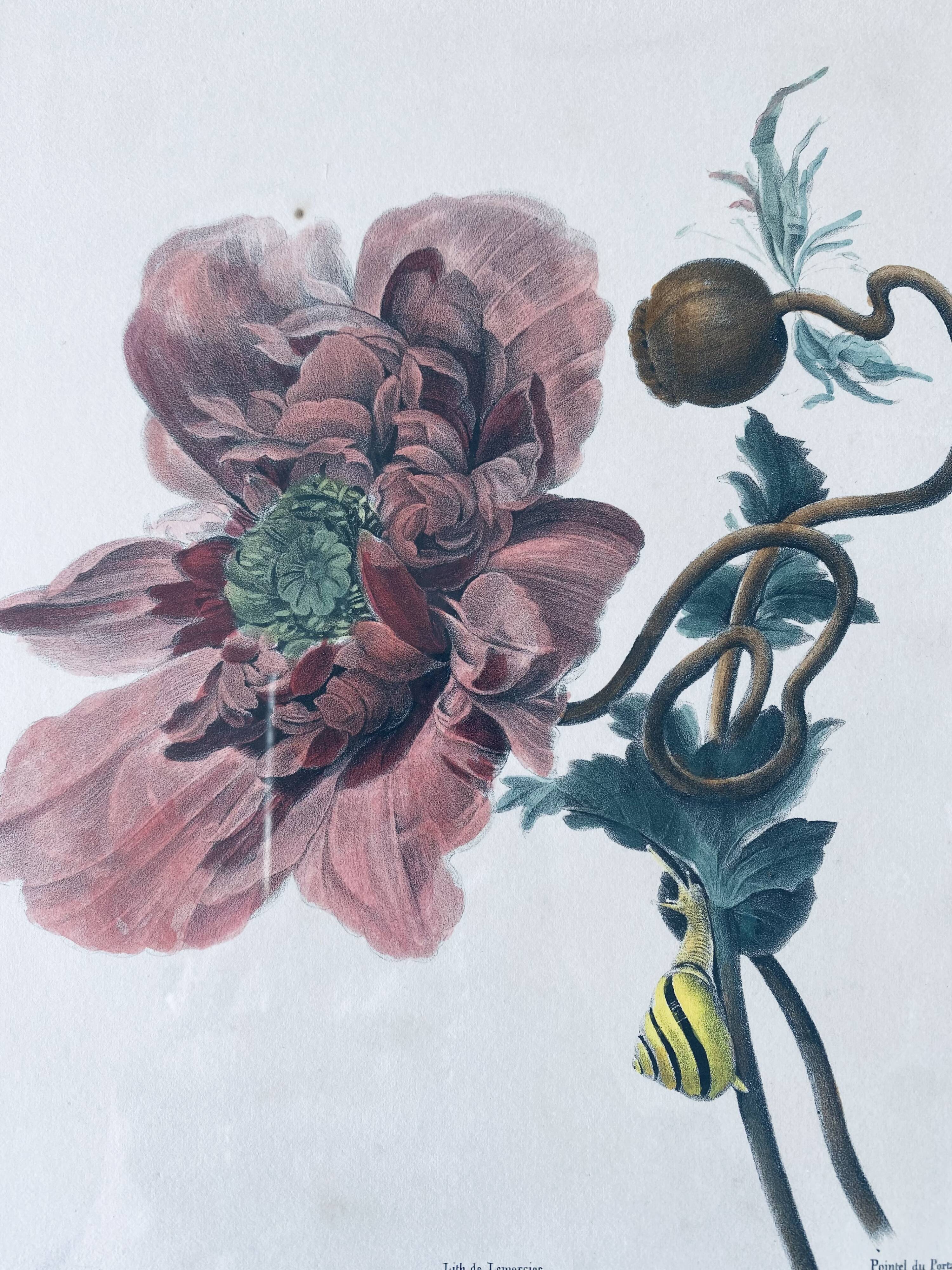 Ancient lithograph framed flower and snail