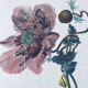 Ancient lithograph framed flower and snail