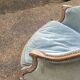 Fauteuil bergere Louis XVI  époque XIXème