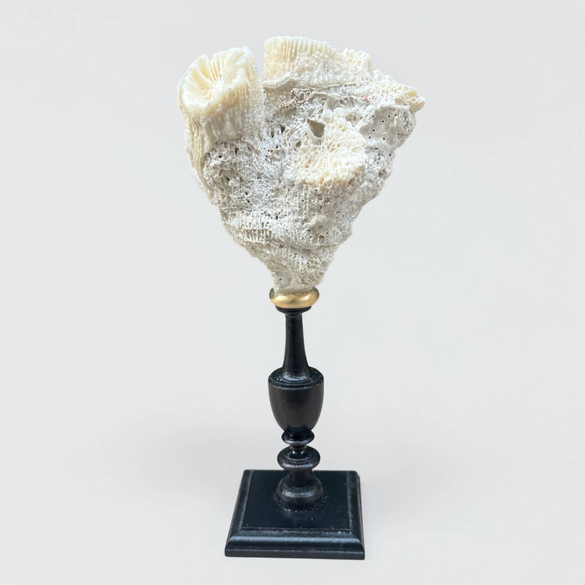 Natural white coral on a black wood base curiosity cabinet.