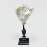 Natural white coral on a black wood base curiosity cabinet.