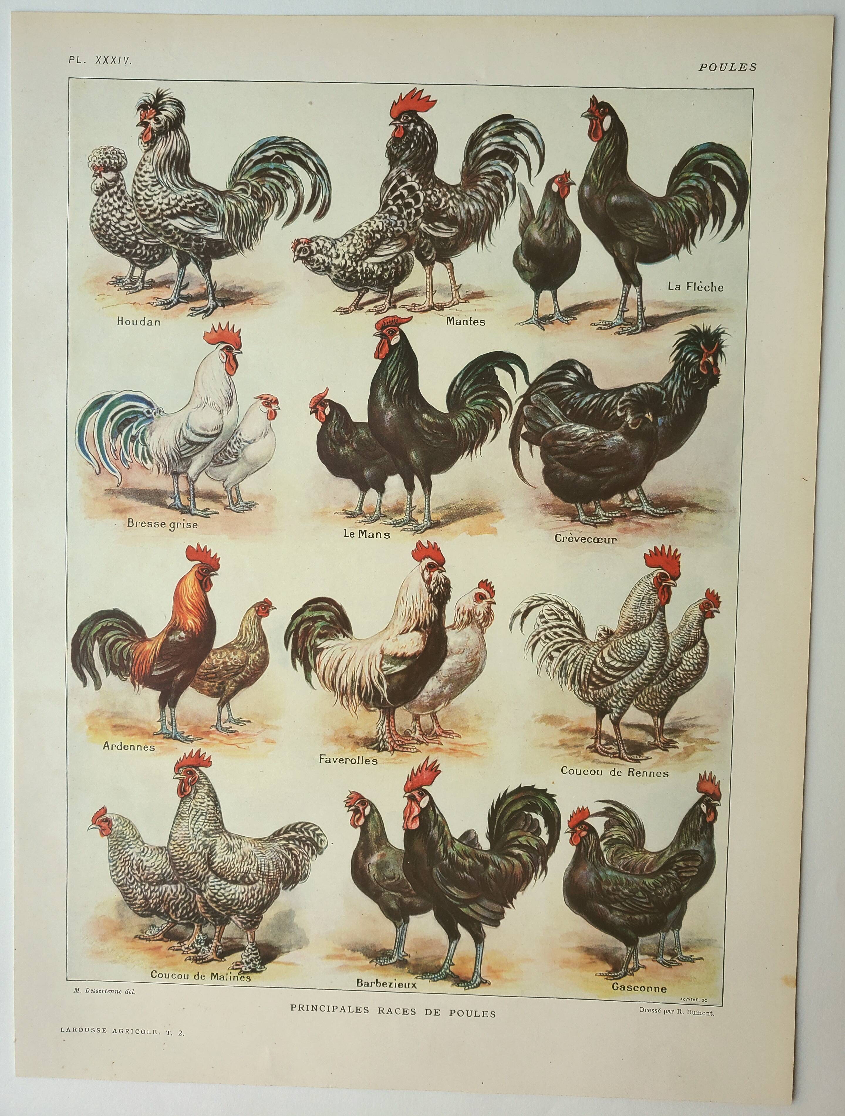 Old engraving 1922, Hens 1, rooster, breeds, barnyard, farm • Lithograph, Original plate