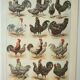 Old engraving 1922, Hens 1, rooster, breeds, barnyard, farm • Lithograph, Original plate