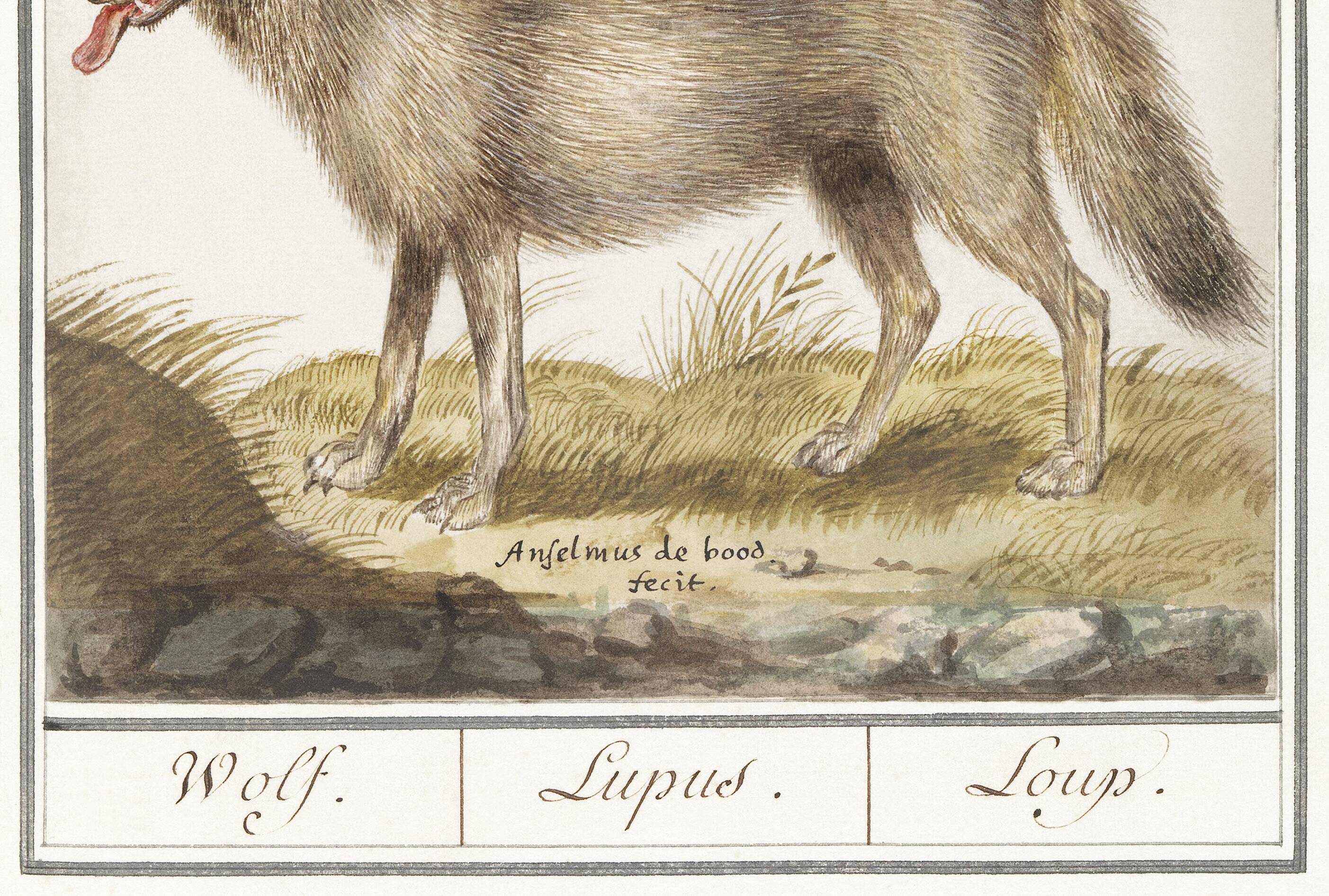 Small poster about the wolf, after an old engraving from 1610