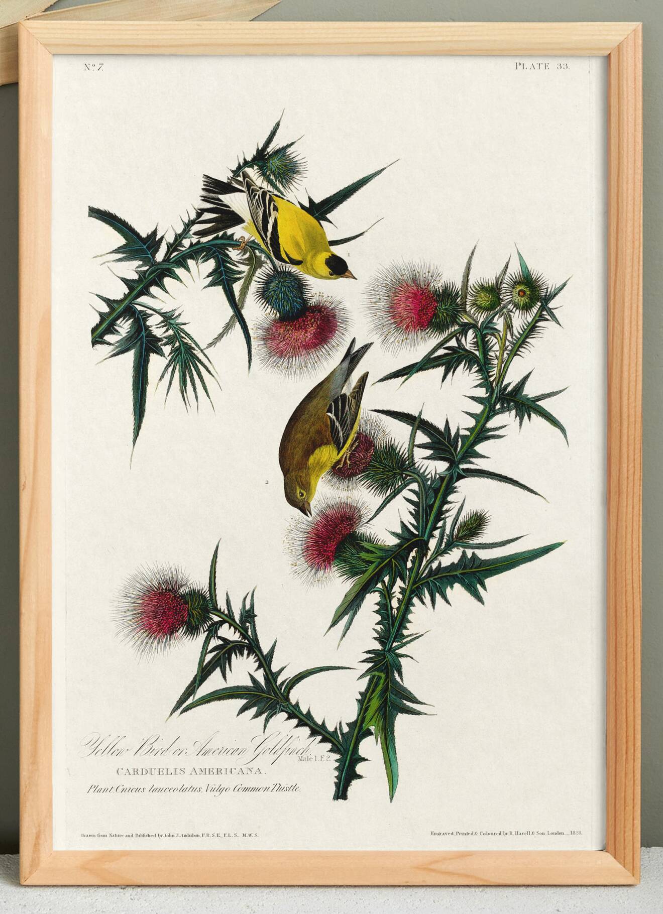 Poster about the Yellow Goldfinch, based on an old engraving from 1827.