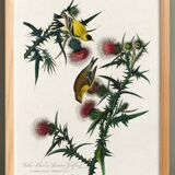 Poster about the Yellow Goldfinch, based on an old engraving from 1827.