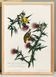 Poster about the Yellow Goldfinch, based on an old engraving from 1827.