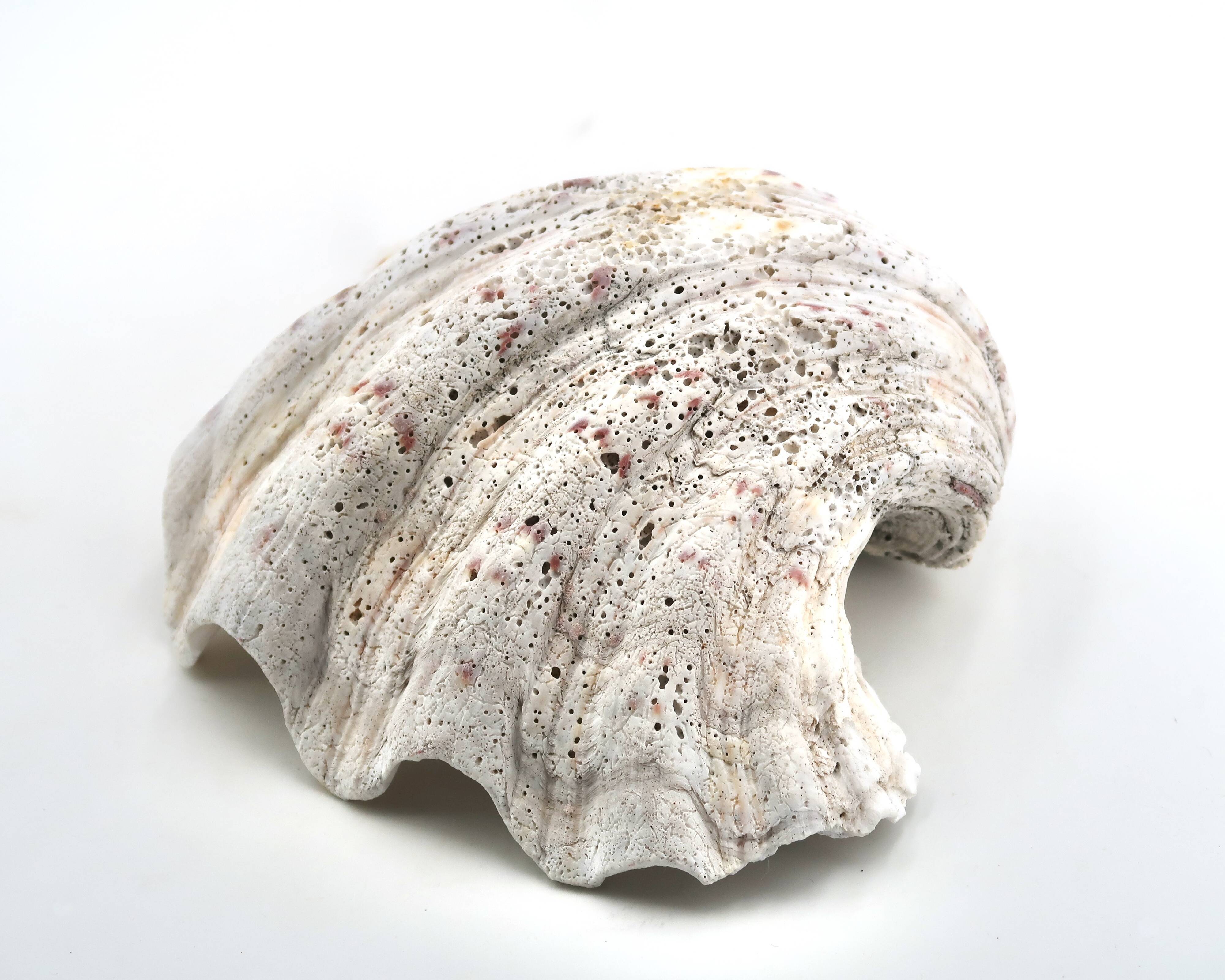 Natural white shell dish, 1970s.