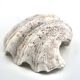 Natural white shell dish, 1970s.
