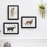 Set of 2 framed chimera lithograph animal engraving