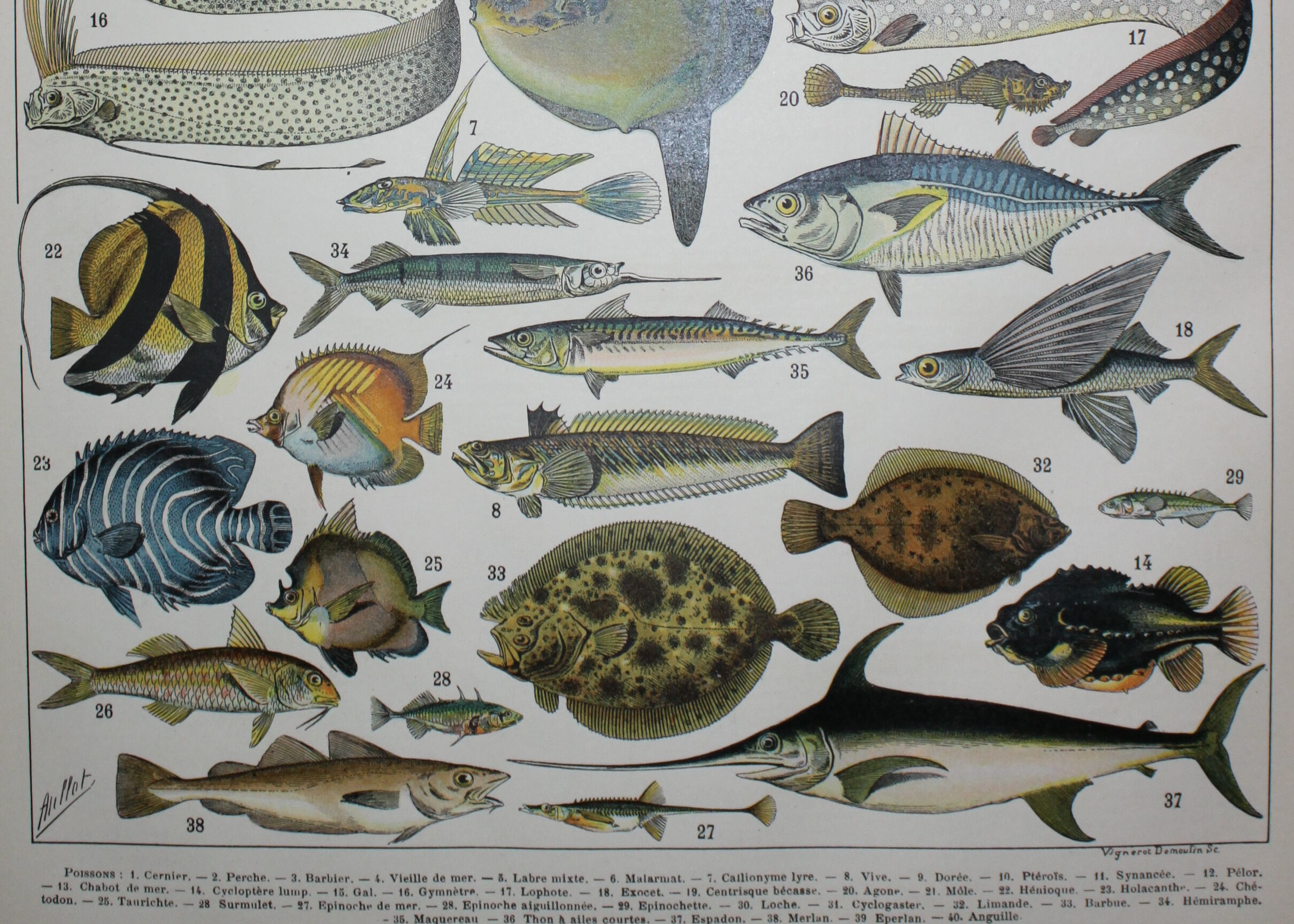 Lithograph • Fish 1, marine animals • Original lithograph from 1898