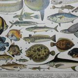 Lithograph • Fish 1, marine animals • Original lithograph from 1898