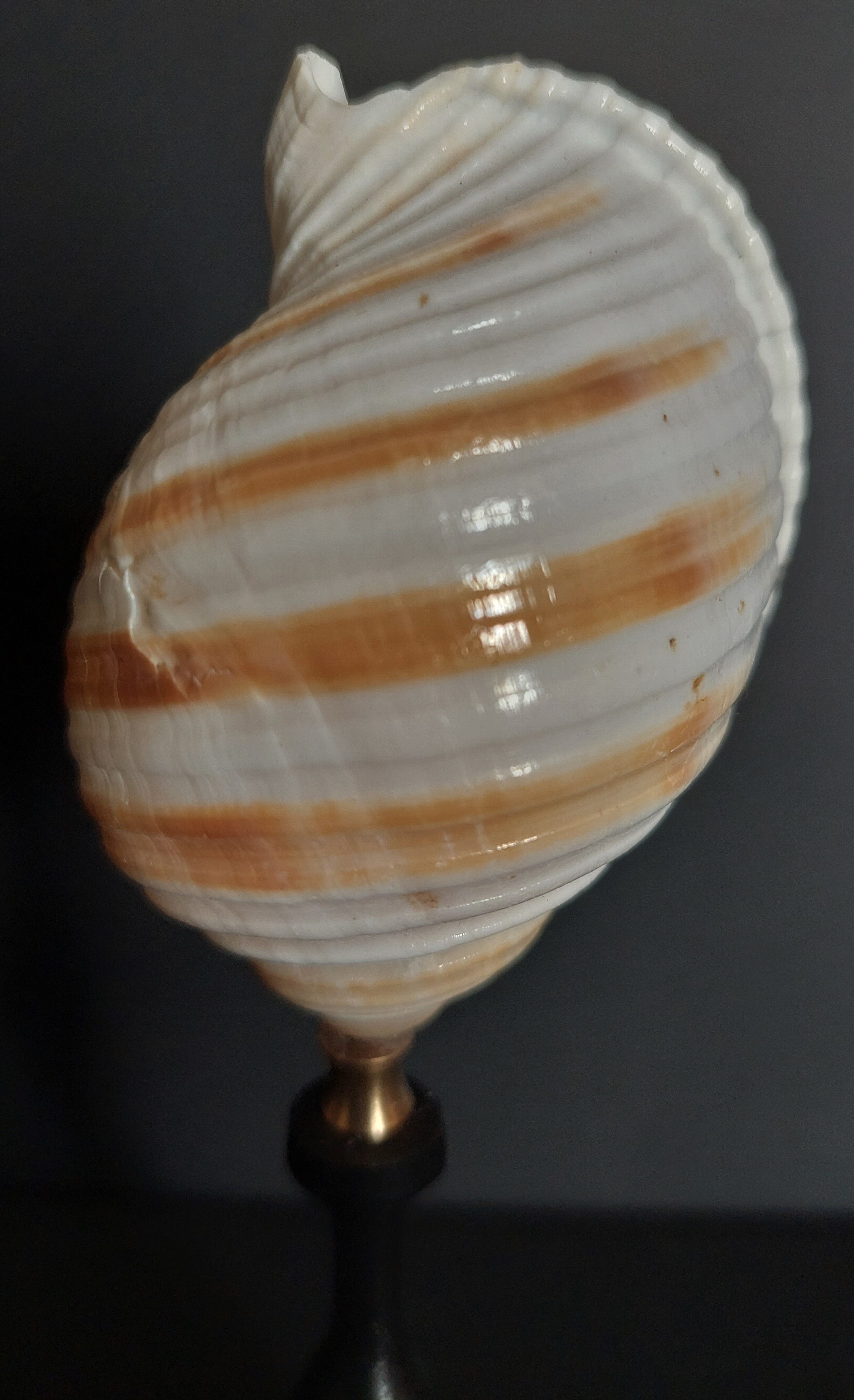 Cabinet of Curiosities shell tonna sulcosa on pedestal