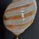 Cabinet of Curiosities shell tonna sulcosa on pedestal